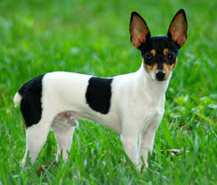 Smooth Fox Terrier
